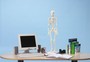 Miniatur Skelett Patrick, kleines Skelett, anatomisches Modell, 81 cm