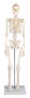 Miniatur Skelett Patrick, kleines Skelett, anatomisches Modell, 81 cm