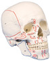 Schdel, Kopf Skelett Skull, m. Muskelmarkierung, Schdelmodell zerlegbar 3 Teile