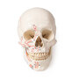 Schdel, Kopf Skelett Skull, m. Muskelmarkierung, Schdelmodell zerlegbar 3 Teile