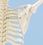 Skelett, bewegliche Wirbelsule, anatomisches Modell