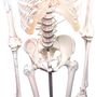 anatomisches Modell, Skelett mit beweglicher Wirbelsule