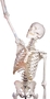 anatomisches Modell, Skelett mit beweglicher Wirbelsule