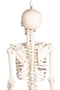 Skelett klein, Modell Paul mit beweglicher Wirbelsule