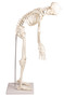 Skelett klein, Modell Paul mit beweglicher Wirbelsule