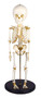 Skelett, Kinderskelett, Kinder Skelett 14-16 Monate 
