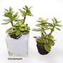 Echeveria Sukkulente knstlich Kunstpflanze Kunstblume ca.14cm Hauswurz