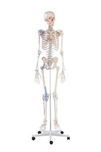 Skelett, mit Gelenkbnder und Muskelursprnge
