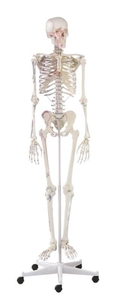 Skelett mit Muskeldarstellung, anatomisches Modell