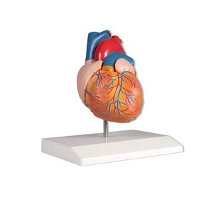 Herz, Herzmodell, anatomisches Modell Kardiologie, 2 Teile