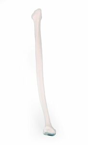 Fibula Wadenbein, Waden Bein, Nachbildung menschlicher Knochen