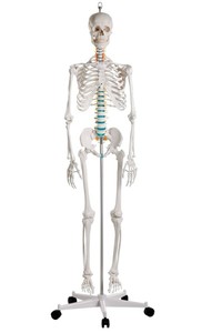 Schulskelett Oscar, Skelett fr Schule, anatomisches Modell