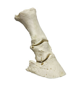 Modell Pferdefu Knochen, flexibel, mit Fesselbein Kronbein und Hufbein
