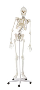 Skelett, bewegliche Wirbelsule, anatomisches Modell