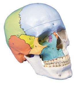 didaktischer Schdel, Schdelmodell, 3 Teile, skull