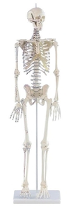 Skelett klein, Modell Daniel, mit Muskelbemalung