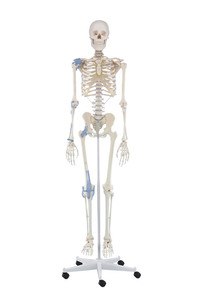 Skelett, Modell Otto, mit Bandapparaten