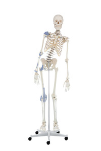 Skelett, Modell Toni, mit beweglicher Wirbelsule und Bandapparaten