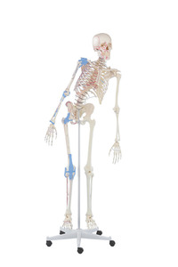 Skelett, Modell Max mit beweglicher Wirbelsule, Gelenkbnder und Muskelursprnge