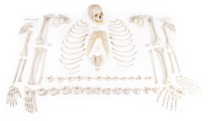 Skelett unmontiert, Knochensammlung