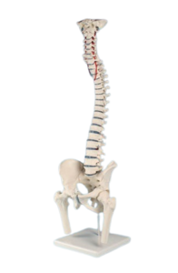 anatomisches Modell, Wirbelsule mit Bandscheibenvorfall, Becken, Oberschenkelstmpfen und Stativ