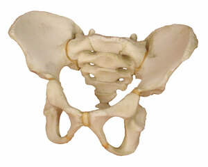 anatomisches Modell, Becken eines 5-jhrigen Kindes, Beckenmodell