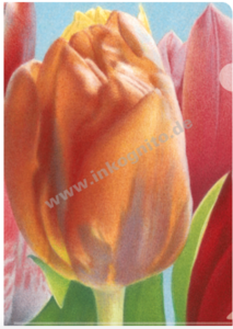 Inkognito Sichthlle DIN A4 - Tulpen
