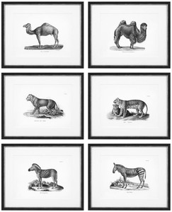 Casa Padrino Bilder 6er Set Historische Tiere Schwarz / Wei 53,5 x H. 43,5 - Luxus Kunstdrucke mit Holzrahmen