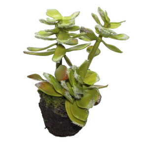 Echeveria Sukkulente knstlich Kunstpflanze Kunstblume ca.14cm Hauswurz