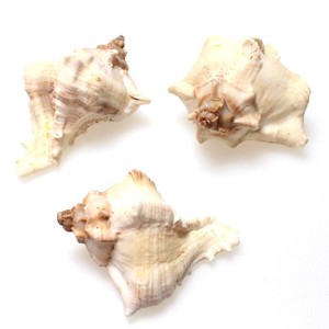 1kg echte Muscheln natur wei white Mulli Schnecke ca. 10-30 St maritim Meer Deko