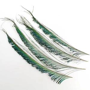 16 Pfauenfedern ca 20-25cm Federn Vogel Pfau Peacock feathers grn blau Schimmer
