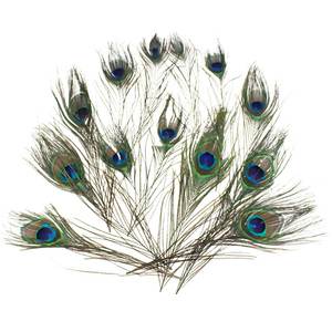 12 echte Federn Pfau Pfauenaugen Vogel Peacock feathers ca 25cm Pfauenfedern