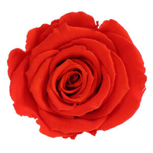 Infinity Rose L 5cm konserviert stabilisiert haltbar Rosenkopf ewige Rosenblte
