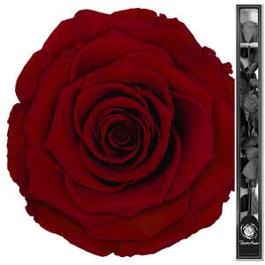 Infinity ewige Rose XL Stiel 70cm konserviert stabilisiert haltbar langstielig
