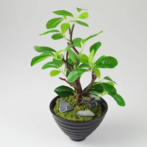 Dekopflanze grn in Keramikschale 30cm Ficus Grnpflanze Feige Kunstpflanze