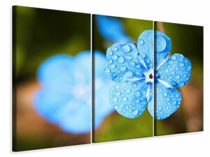 Leinwandbild 3-teilig Blaue Blume mit Morgentau