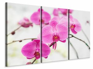 Leinwandbild 3-teilig Das Symbol der Orchidee