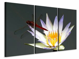 Leinwandbild 3-teilig Die Libelle auf der Blte