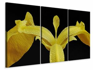 Leinwandbild 3-teilig Die Sumpf-Schwertlilie