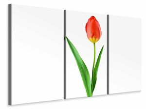 Leinwandbild 3-teilig Die stolze Tulpe