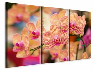 Leinwandbild 3-teilig Exotische Orchideen