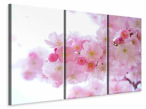 Leinwandbild 3-teilig Japanische Kirschblte XL