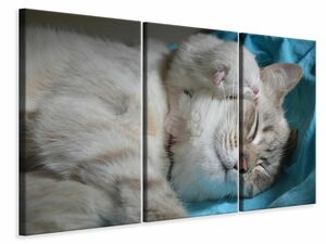 Leinwandbild 3-teilig Katzen Mama mit Baby