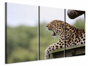 Leinwandbild 3-teilig Mder Leopard