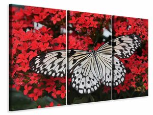 Leinwandbild 3-teilig Schmetterling in XXL
