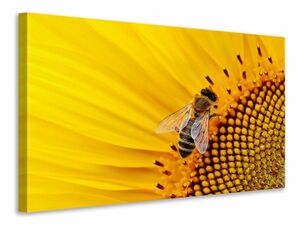 Leinwandbild Biene auf der Sonnenblume