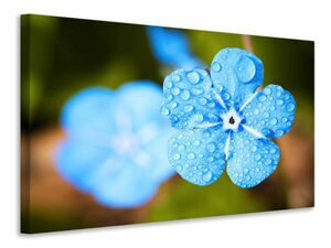 Leinwandbild Blaue Blume mit Morgentau