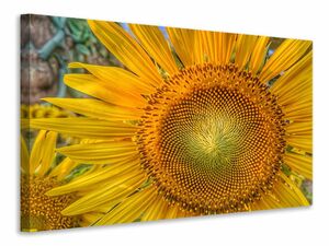 Leinwandbild Bltenstand einer Sonnenblume