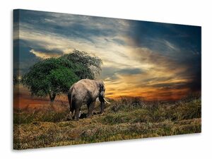 Leinwandbild Der Elefant im Sonnenuntergang