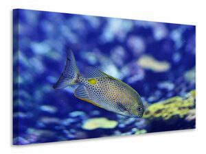 Leinwandbild Ein Fisch im Aquarium